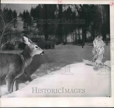 1961 Press Photo Fawn at Morgans' Hidden Vally Ranch views Owl, North Powder, OR