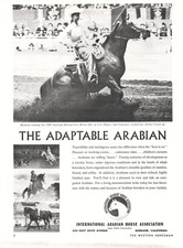 Intl Arabian Horse Assoc Ronteza Wins Sheila Varian Up 1963 Vintage Mag Print Ad