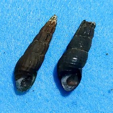 Semisulcospira elongata 29-25 mm Corne Escargots Coquilles d'eau douce
