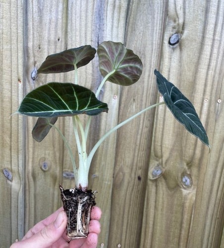 Set 2 Black Velvet Alocasia Live Plants - 4-6" Tall - Ship No Pot - Houseplant - Picture 7 of 8