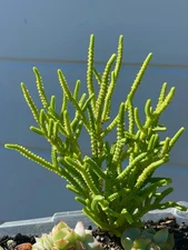 Rare Crassula muscosa Watch Chain Succulent 4-5 Inch Live Plant Home Decor Gift