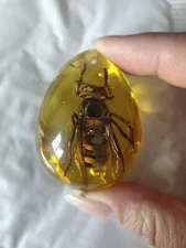 37g Beautiful Amber Bee Fossil Insects Manual Polishing