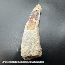Spinosaurus Dinosaur Tooth Fossil Cretaceous Genuine Moroccan Specimen Predator