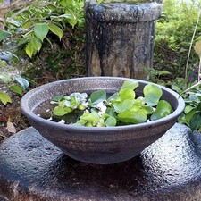 Size 16 Shigaraki Ware Flared Water Bowl for Goldfish/Medaka
