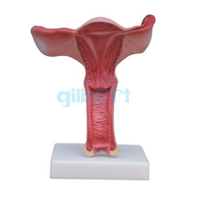 1.5X Magnified Human Female Uterus Anatomy Medical Model Professional Education 