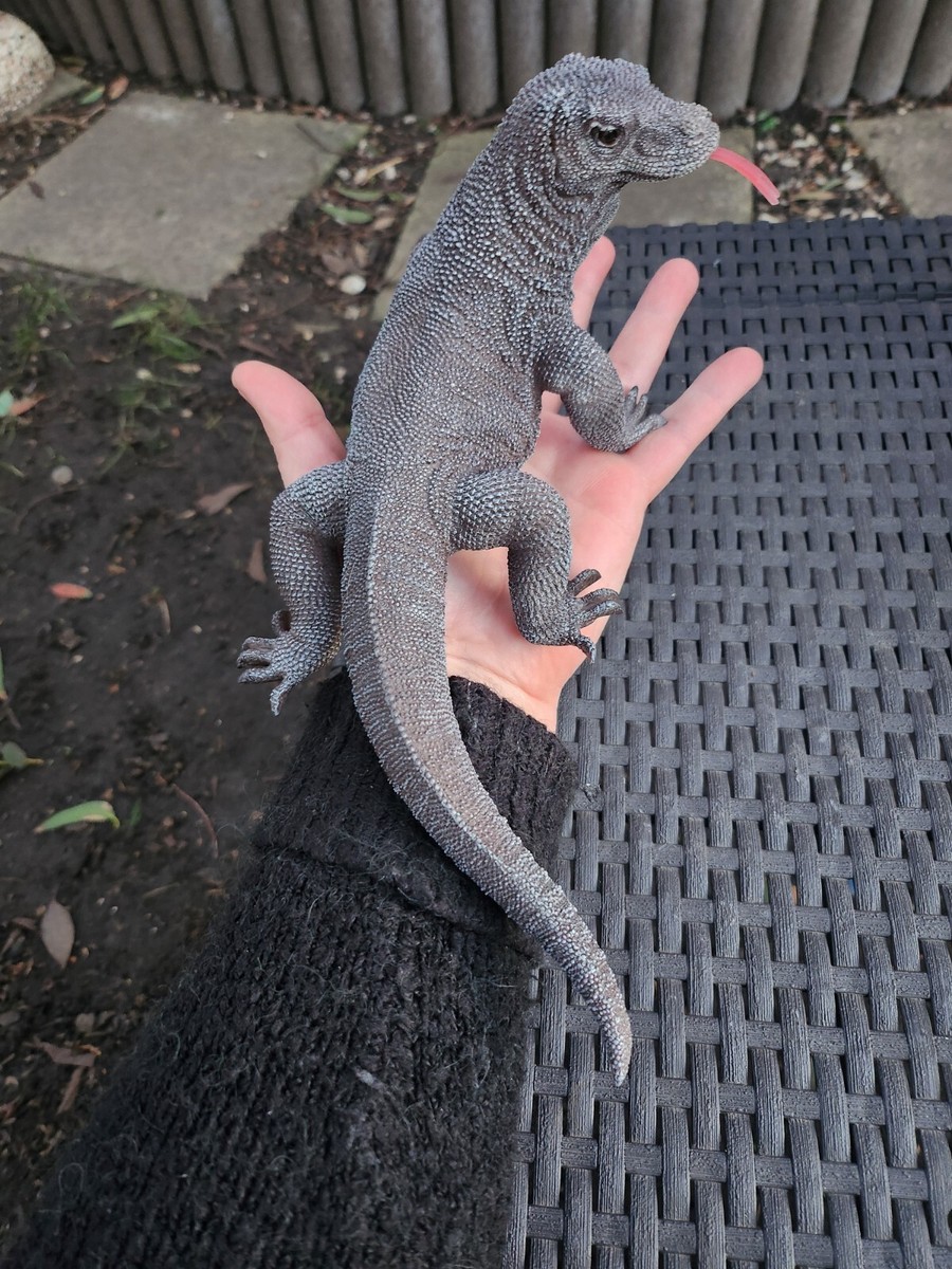 Animals Mini Komodo Dragon Pet Small Komodo Dragon Pet Lizards You