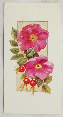 Craven Black Cat Blumen Ganzjahreskarte Nr. 28 Rosa rugosa