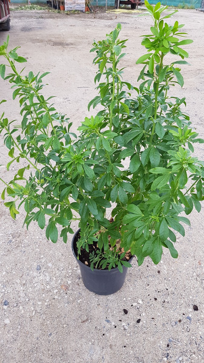 Choisya ternata Oranger du Mexique en Conteneur de 10L arbuste persistant pour jardin