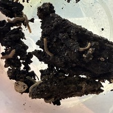 40 Soil millipede live Terarium