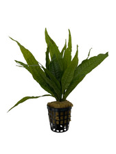 Microsorum pteropus Felce di Giava pianta acquatica facile per acquario