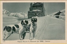 141242 CARTOLINA GRAN SAN BERNARDO CANE CANI 