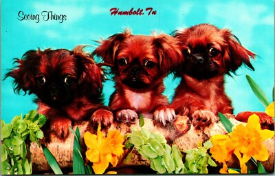 VINTAGE POSTCARD PEKINGESE PUPPIES ''SEEING THINGS'' HUMBOLT, TENNESSEE