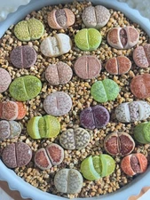Live 10pc Lithops assorted succulents, 0.6-0.8" Bare root Wedding Favors