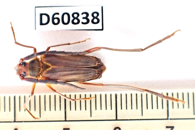 D60838. Insects, Beetles. Cerambycidae sp. Vietnam Central | eBay
