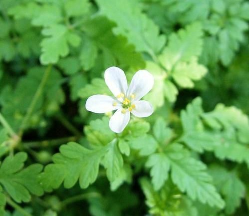 Geranium robertianum 'Celtic White' 9cm pot, low spreading dwarf form - Picture 3 of 3