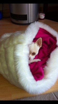 dog snuggle bag