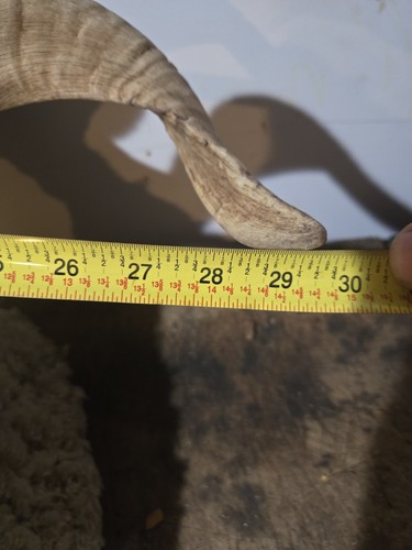 Vintage Ram Sheep Shoulder Mount Taxidermy Log Cabin Bar Decor  - Imagen 16 de 20
