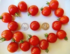 Besser Cherry - From Germany  +25 Seeds - Buy any 3 items, 10% off entire order!