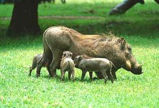 1 cartolina verruca maiale Kenya Africa - nuova!!! #