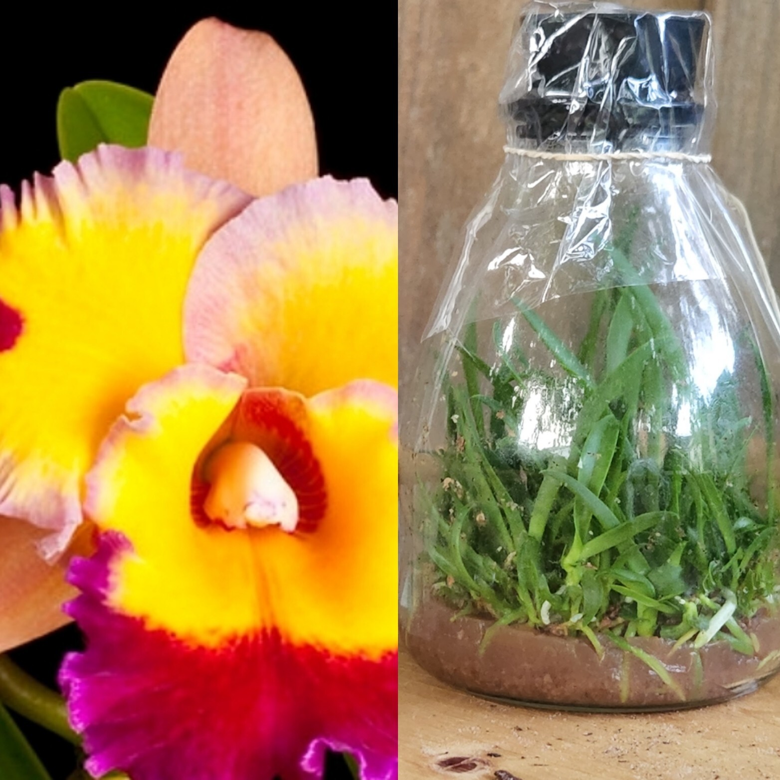 Potinara DIck Smith 'Paradise' Orchid Flask Live Cattleya Hybrid Seedlings Bulk eBay