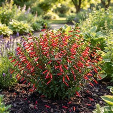 CIGAR PLANT SCARLET Cuphea Ignea Coan - 110 Bulk Seeds