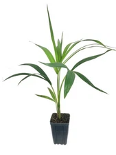 Kentia Palm - Live Plant in a 4 Inch Growers Pot - Howea Forsteriana - Beautiful