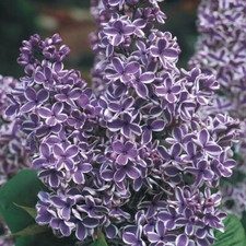 SENSATION LILAC BUSH SYRINGA VULGARIS 4+ INCHES LIVE ROOTED WELL PLANT