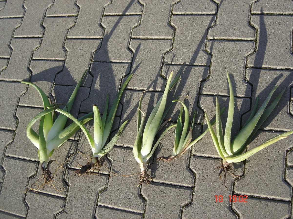 Aloe Vera Ableger online kaufen | eBay.de