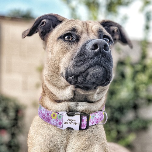 Floral Pet Dog Collar Personalized Name Number ID Tag Engraved Adjustable S M L - Picture 28 of 32