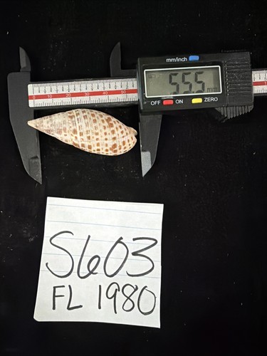 Mitra cardinalis Shell 55.5mm Florida 2980 (S603)