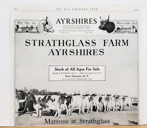 1917 Strathglass Farm Ayrshires Port Chester NY Hugh J. Chisolm Photo Print AD