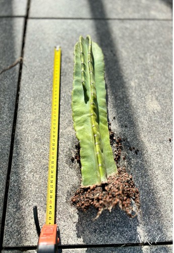 # Selten # Riesen Kaktus 30cm Blüte "Königin der Nacht" mehrere Varianten - Bild 4 von 16