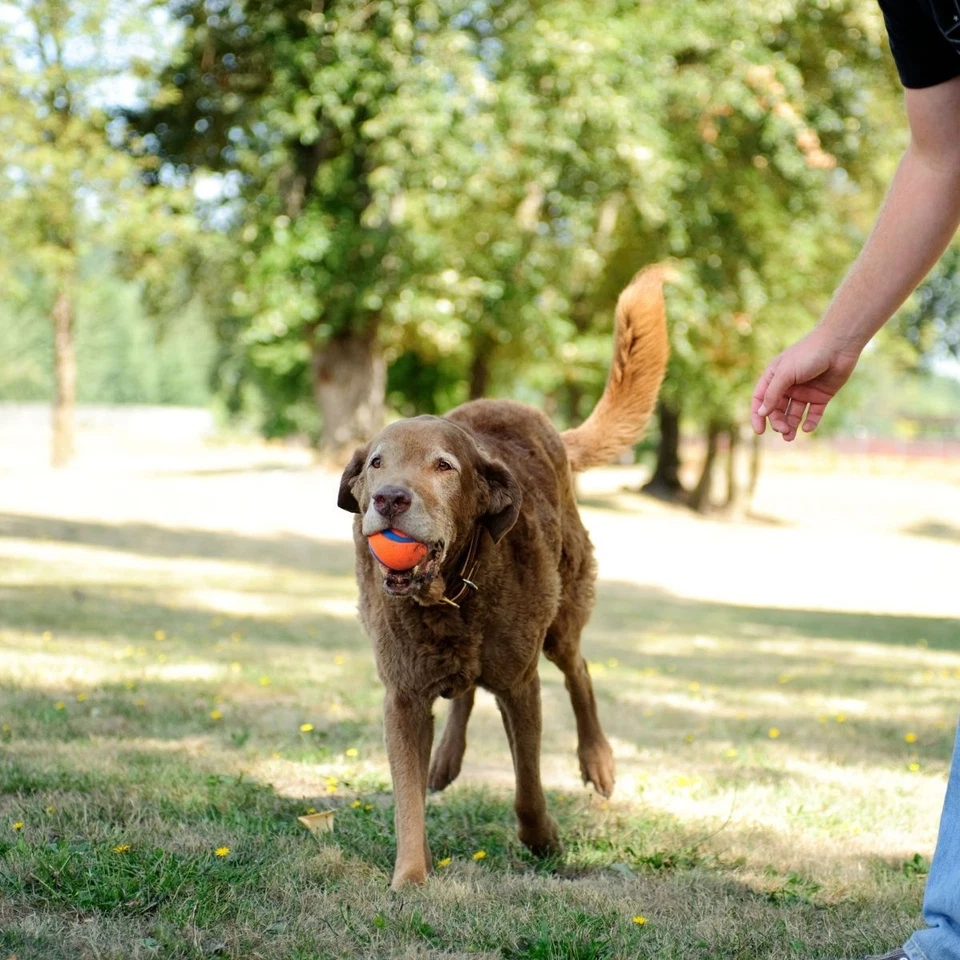 Chuckit Ultra Ball Medium 6 cm 2er Pack Ball für Hunde zum Apportieren - Bild 2 von 4