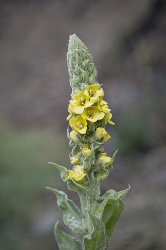 Verbascum thapsus (Great Mullein) - 250 seeds