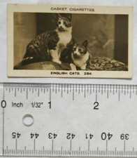 1925 Pattreiouex Real Photos No. 284 two English cats