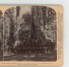 Árbol vivo más grande Grisley Giant Mariposa CA California Underwood Stereoview