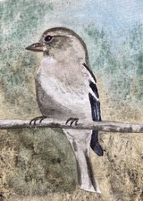 Original Watercolour Female Chaffinch Painting ACEO