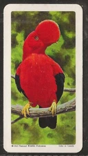 BROOKE BOND (TEA)-(CANADA) TROPICAL BIRDS 1964 (TOP LINE RED)-#33- QUALITY CARD!