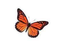 Monarch Butterfly Stickers TWO DOZEN 2" x 2" square stickers READ DESCRIPTION