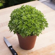 200 DWARF GREEK BASIL SEEDS ~ heirloomseedguy ~ 2026 ~ NON-GMO
