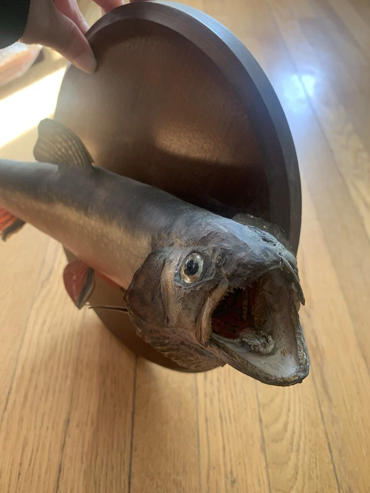 "Taxidermia de plaga de montaje en pared trucha vintage Georgia Harper's 12"" como está" Foto 4 de 4