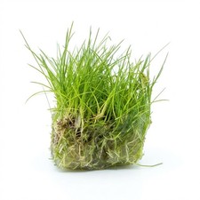 Dwarf Hairgrass Eleocharis Live Aquarium Plants