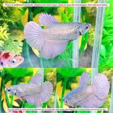 Copper Halfmoon Female - IMPORT LIVE BETTA FISH FROM THAILAND