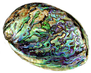 abalone ormeau shells paua smudging seashell coquillage pedras minerais significados