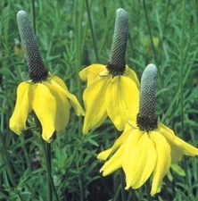 YELLOW PRARIE CONEFLOWER RATIBIDA COLUMNARIS 100 FRESH SEEDS FREE USA SHIPPING