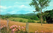 Virginia Springtime Roses Highway View Postcard Unused (25409)