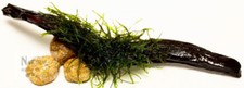 Live Aquarium Plant Xmas Christmas Moss on Manzanita Driftwood - 7" - 8"