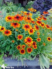 Echibeckia “Summerina” Echinacea x Rudbeckia Cross Seed