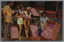 Hawaii HI Postcard Crates of Vanda Orchid Flowers Leis Pretty Lady postcard D11