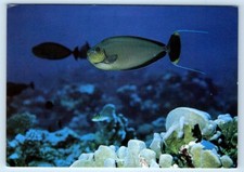 Cebra Cirujano Pez BORA BORA Polinesia Francesa 4x6 Postal